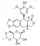 Etoposide